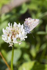 Common Blue Butterfly (Polyommatus icarus)