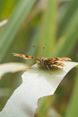 Comma (Polygonia c-album) Butterfly