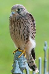 Turmfalke (Falco tinnunculus), Nahaufnahme