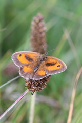 Gatekeeper Butterfly (Pyronia tithonus)