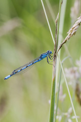 Blue Damselfly