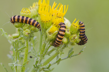 Cinnabar Caterpillar (Tyria jacobaeae)