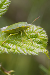 Green Shield bug  (Palomena prasina)
