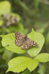speckled wood butterfly