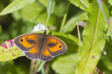 Gatekeeper Butterfly (Pyronia tithonus)