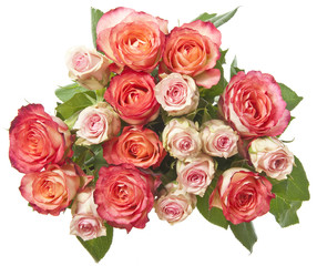 pink roses isolated