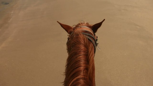 Pferd am Strand