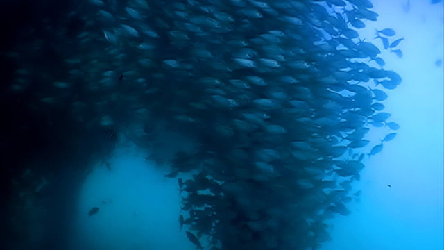Sardines fishes in formation