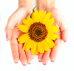 sunflower like the sun in hands isolated