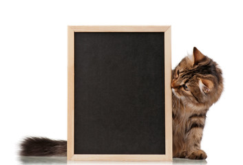 Cat with blackboard