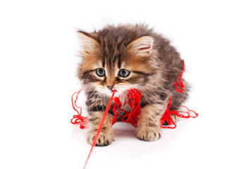 Cute kitten