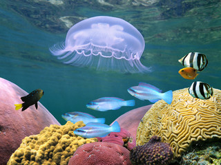 Jellyfish with colorful tropical fish and corals underwater sea