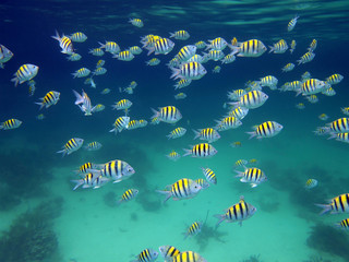 A school of sergeant major fish underwater in the Caribbean sea
