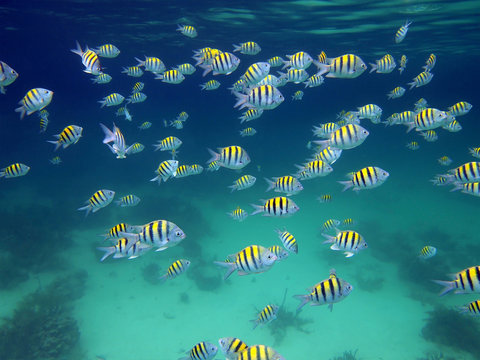 A school of sergeant major fish underwater in the Caribbean sea