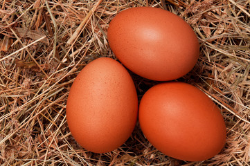 Eggs in nest
