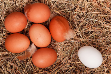 Eggs in nest