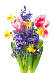 tulips, narcissus and hyacinth. spring flowers
