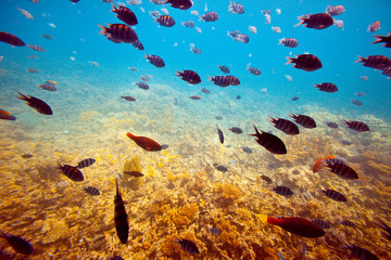 fishes on coral reef area