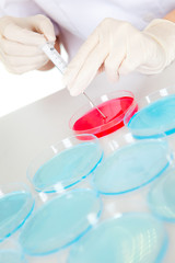Researcher making an expering using petri dishes