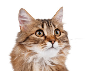 Fototapeta premium Portrait of cat