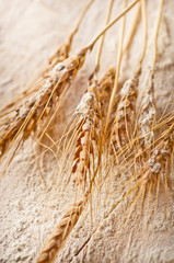 Ears of wheat on flour background