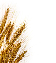 Fototapeta premium Wheat on isolated white background