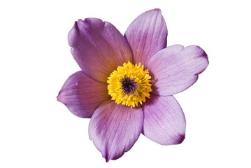 Fototapeta na wymiar beautiful violet flower isolated on a white background