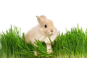 Fototapeta premium Rabbit in grass