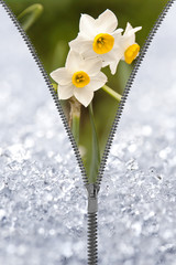 Zip jonquilles sous la neige