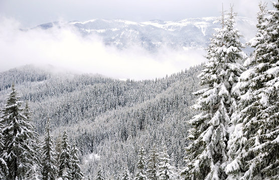 mountain forest in winter, Chepelare ski zone, Rhodope mountains, Bulgaria