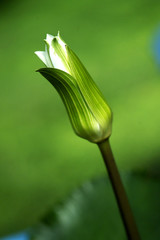 A beautiful waterlily bud