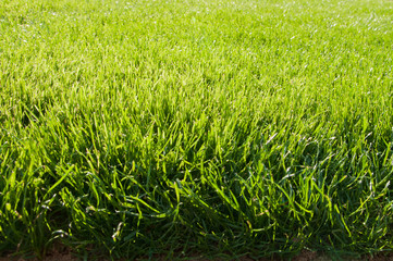 Obraz premium Grass field texture