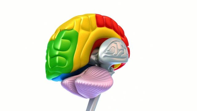 Brain lobes in different colors isolated on white