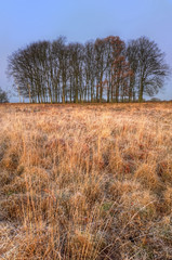 Obraz na płótnie Canvas Golden grass landscape with tree silhouettes on horizon at sunri