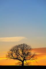 Fototapeta na wymiar Dramatic Sunset Sky with Single Tree Silhouette