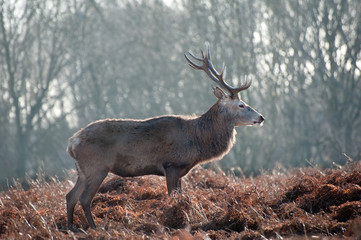 Red deer stag portrait in Autumn Fall Winter forest landscape