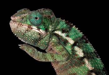 Baby Panther Chameleon