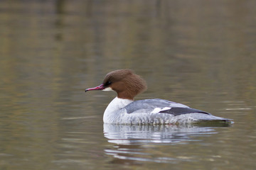 G&auml;nses&auml;ger (Mergus merganser)  schwimmt auf dem See