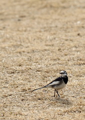 枯原のハクセキレイ