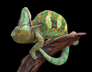 Veiled Chameleon on wood © Cathy Keifer