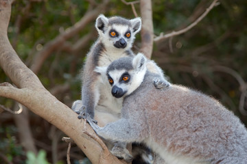 Ring-tailed lemur (Lemur catta) © Ekaterina Lin