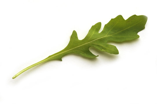 Eruca sativa