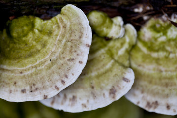 Zunderschwämme (Fomes fomentarius) mit grünen Algen