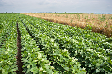 Fototapeta na wymiar soybean fields