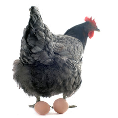 poule pondeuse et ses oeufs