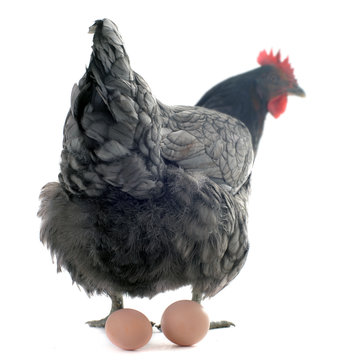 poule pondeuse et ses oeufs