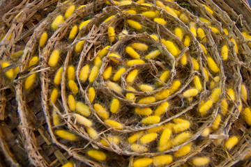 Silk thread