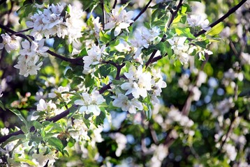 spring blossom