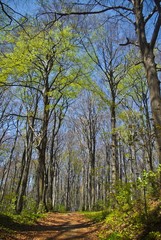 Fototapeta premium Beech forest