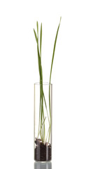Green grass growing in tube isolated on white